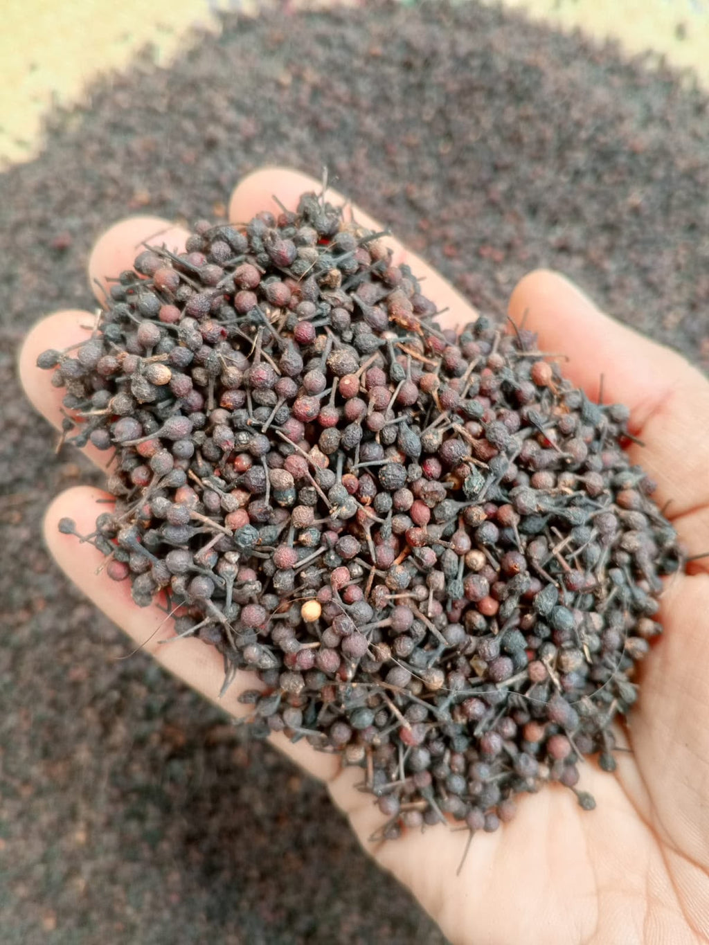 Wild Pepper Voatsiperifery from Madagascar