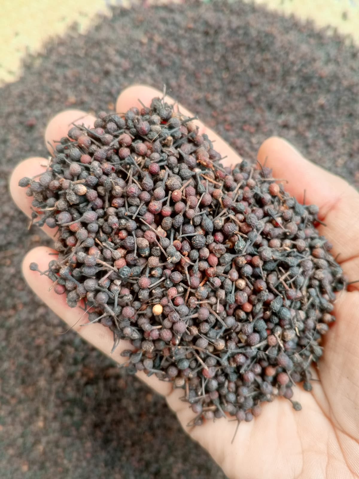Wild Pepper Voatsiperifery from Madagascar